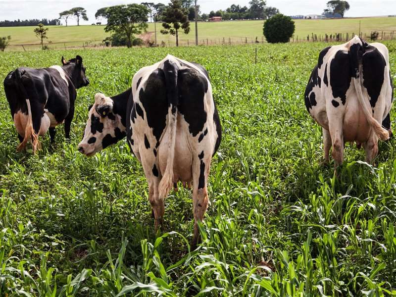 Como otimizar a produção de leite com o manejo  de pastagens de inverno