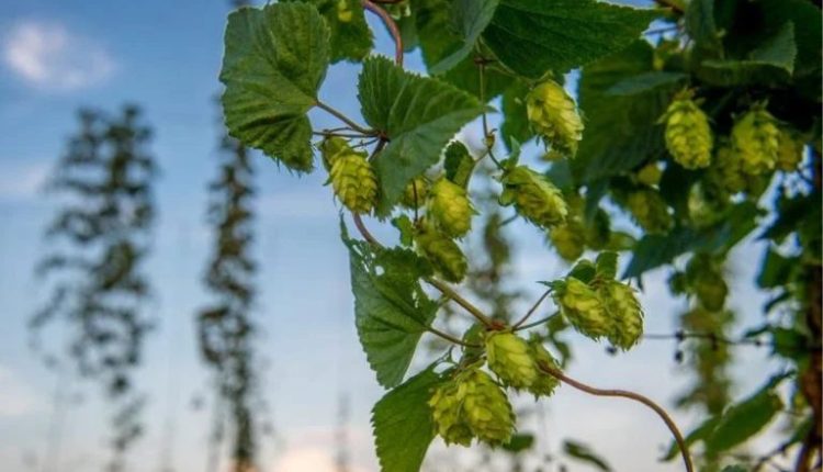 Cultivo de lúpulo para cerveja cai no maior produtor mundial, os EUA Leia mais em: https://forbes.com.br/forbesagro/2024/06/cultivo-de-lupulo-para-cerveja-cai-no-maior-produtor-mundial-os-eua/