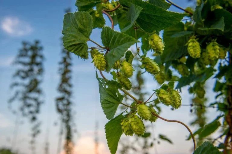 Cultivo de lúpulo para cerveja cai no maior produtor mundial, os EUA Leia mais em: https://forbes.com.br/forbesagro/2024/06/cultivo-de-lupulo-para-cerveja-cai-no-maior-produtor-mundial-os-eua/