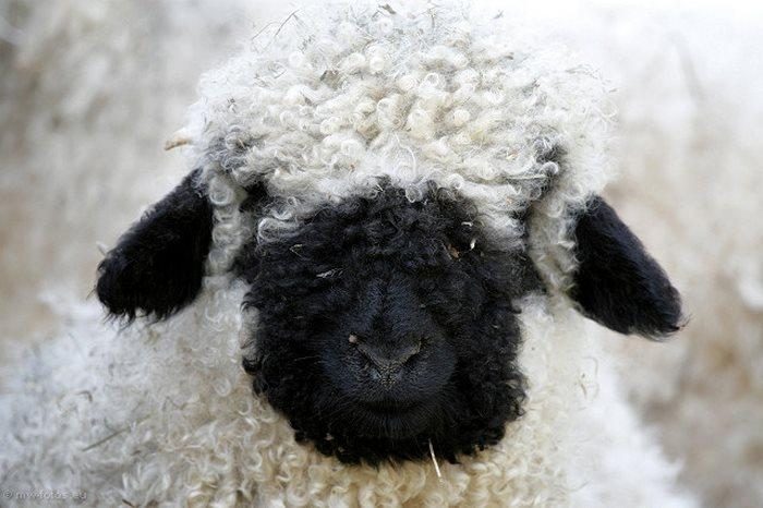 Valais Blacknose