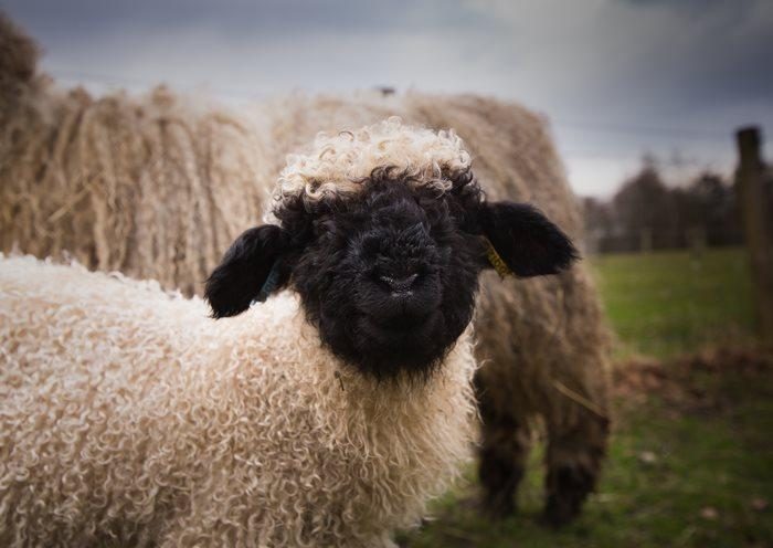 Valais Blacknose