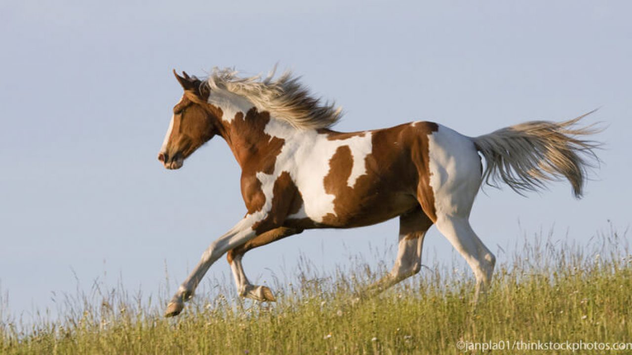 Conheça o cavalo dos cowboys do oeste americano: O Paint Horse