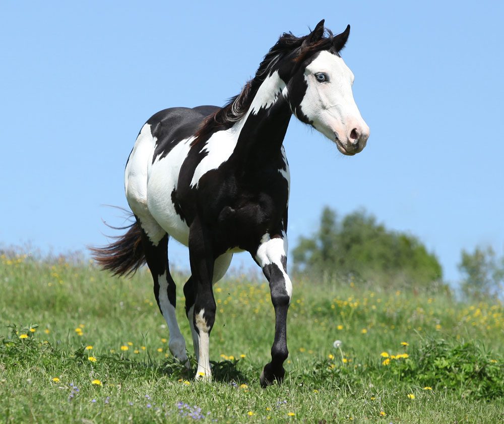 Conheça o cavalo dos cowboys do oeste americano: O Paint Horse