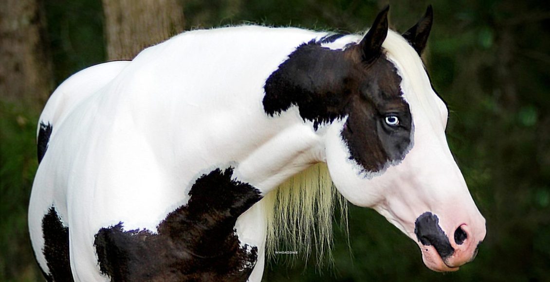 Conheça o cavalo dos cowboys do oeste americano: O Paint Horse