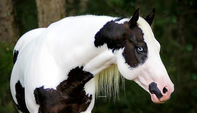 Conheça o cavalo dos cowboys do oeste americano: O Paint Horse