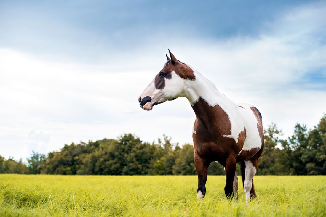 Conheça o cavalo dos cowboys do oeste americano: O Paint Horse