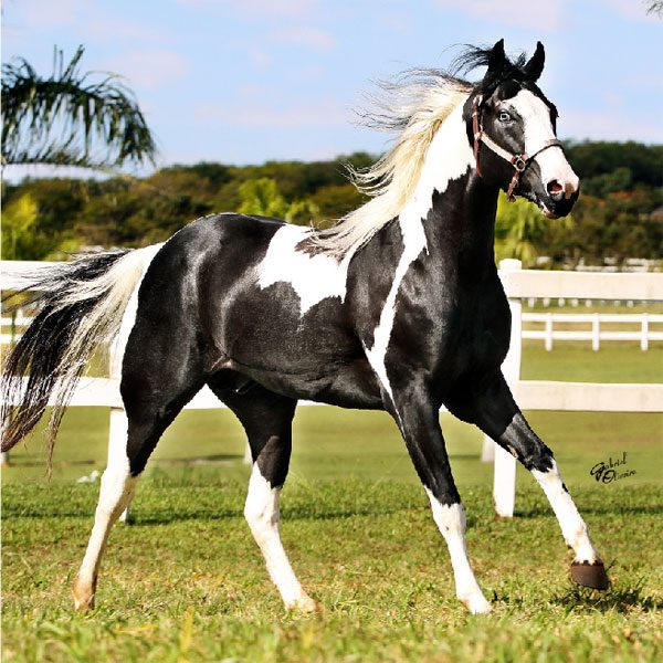 Conheça o cavalo dos cowboys do oeste americano: O Paint Horse