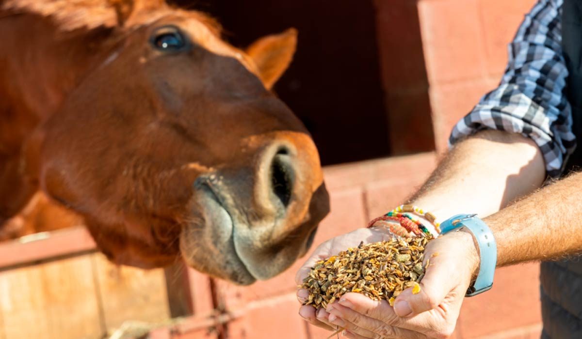 Diabetes em Cavalos: Como uma alimentação balanceada pode prevenir a doença