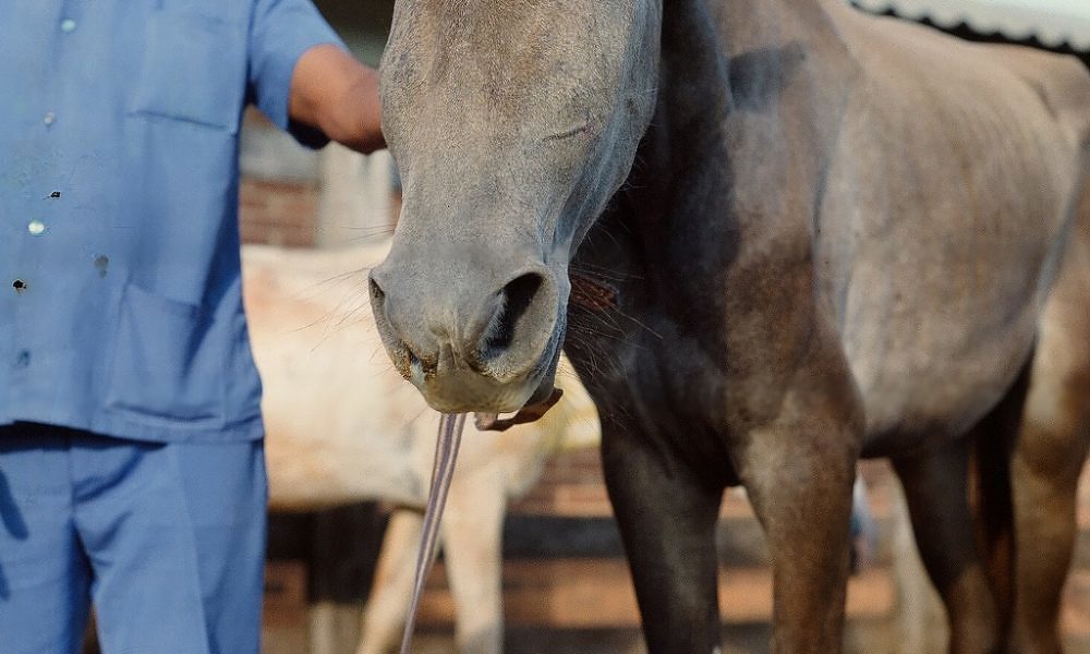 Diabetes em Cavalos: Como uma alimentação balanceada pode prevenir a doença