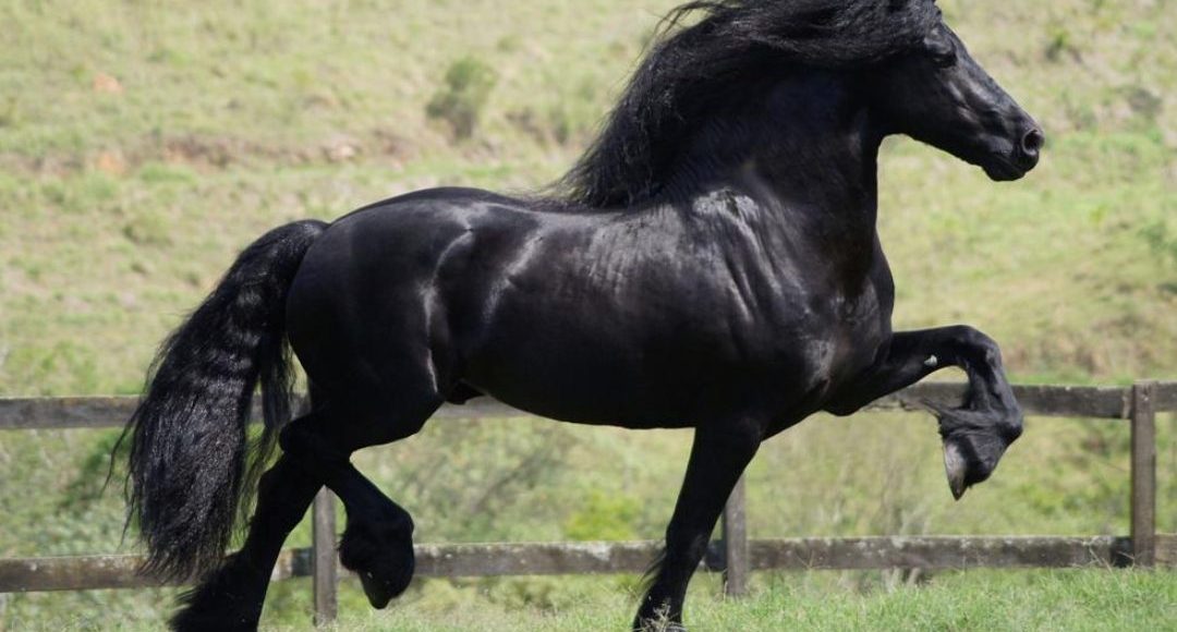cavalo mais bonito do mundo