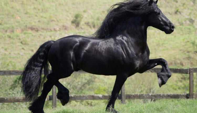 cavalo mais bonito do mundo