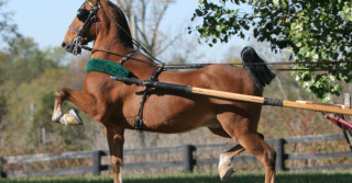 raças de cavalo mais fortes do mundo