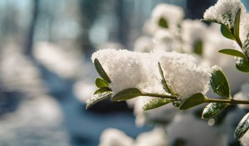 Geada avança com força e derruba temperaturas no Brasil; veja os estados mais afetados