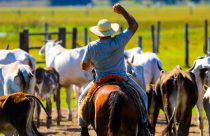 pecuarista-boi gordo - arroba