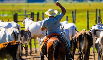 pecuarista-boi gordo - arroba