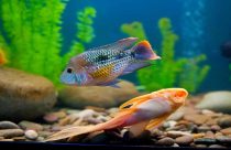Abertura de mercado para peixes ornamentais nas Filipinas