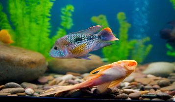 Abertura de mercado para peixes ornamentais nas Filipinas
