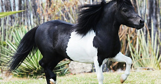 raças de Pôneis mais fascinantes do mundo