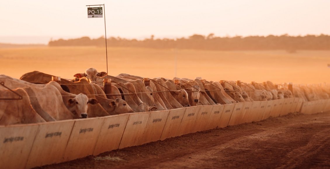 Fazenda do MS alia produção de carne 30 vezes acima da média nacional à sustentabilidade