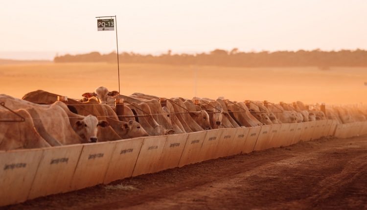 Fazenda do MS alia produção de carne 30 vezes acima da média nacional à sustentabilidade