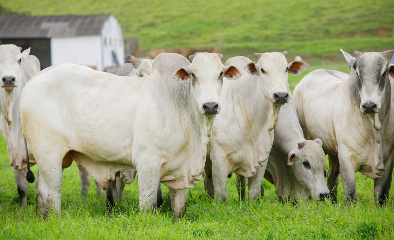 touros nelore em pasto - fotao