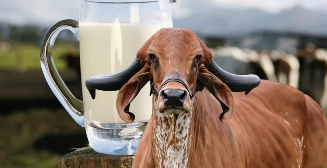 vaca leiteira da raca GIR - com jarra de leite ao fundo