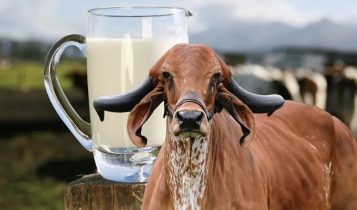 vaca leiteira da raca GIR - com jarra de leite ao fundo