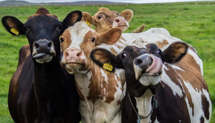 vacas-nova-zelandia-metano