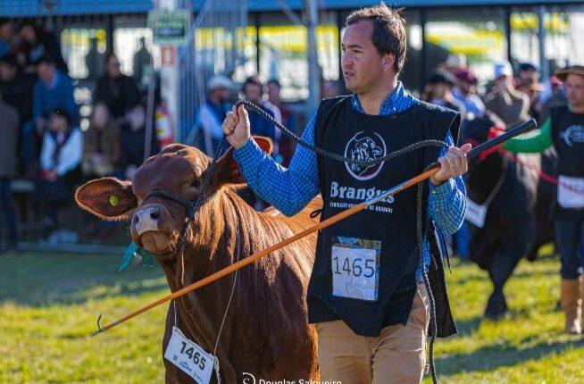 Início da chegada de animais para 47ª Expointer será na segunda (19)