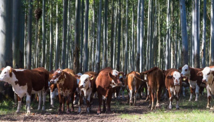 Recuperação de solos agrícolas custará pelo menos R$ 6,6 bilhões ao RS