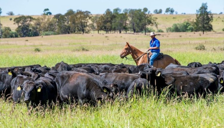 ACC-Wagyu-cattle-Niella- boigordo-boiada-comprerural