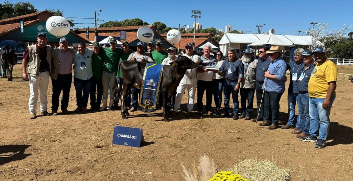 Absoluta Haxl 4100 FIV Bandoli foi a campea bezerra mirim e melhor femea jovem nacional Girolando na ultima edicao da Megaleite