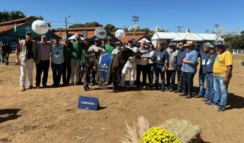 Absoluta Haxl 4100 FIV Bandoli foi a campea bezerra mirim e melhor femea jovem nacional Girolando na ultima edicao da Megaleite