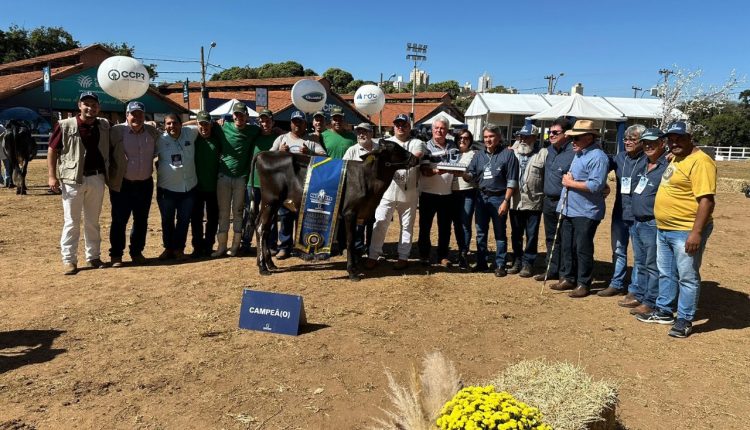 Absoluta Haxl 4100 FIV Bandoli foi a campea bezerra mirim e melhor femea jovem nacional Girolando na ultima edicao da Megaleite