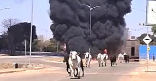 Carreta boiadeira pega fogo com 40 bois