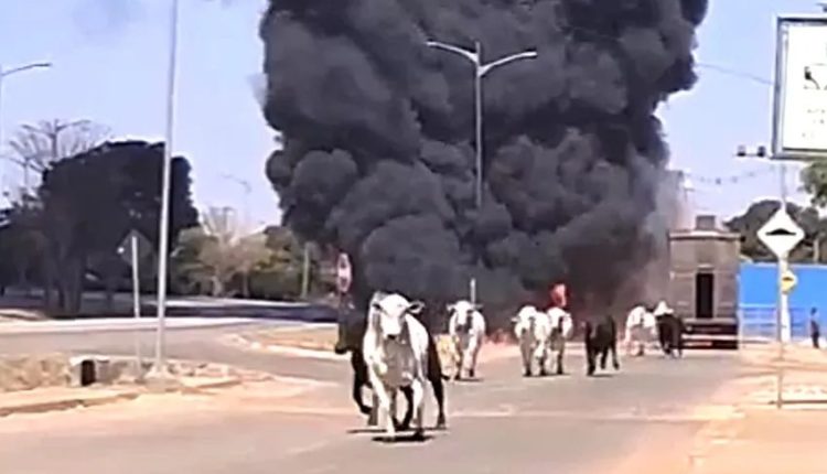 Carreta boiadeira pega fogo com 40 bois