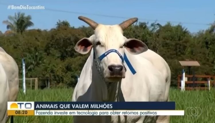 Grupo Monte Siao - Fazenda na regiao norte do Tocantins destaque da Rede Globo