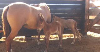 égua dá à luz a potro e burro ao mesmo tempo