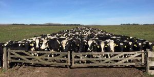 maior fazenda leiteira da Nova Zelândia