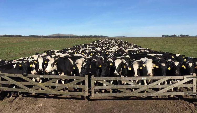 maior fazenda leiteira da Nova Zelândia