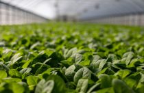 Tecnologia, Inovação e agronegócio caminham lado a lado