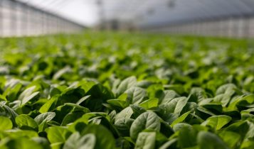 Tecnologia, Inovação e agronegócio caminham lado a lado