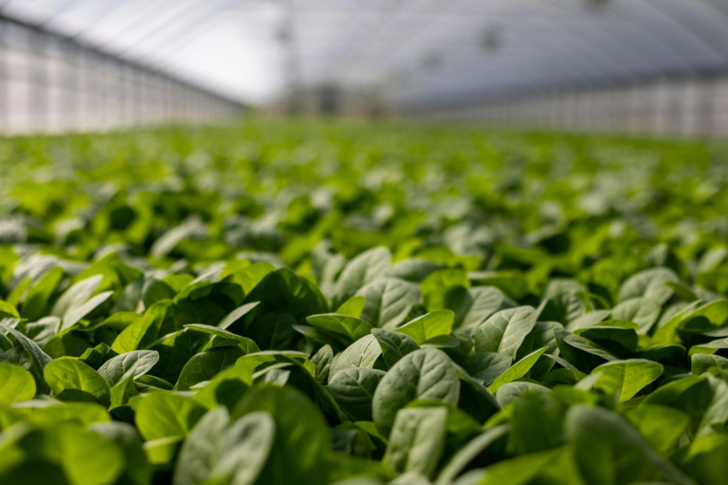 Tecnologia, Inovação e agronegócio caminham lado a lado