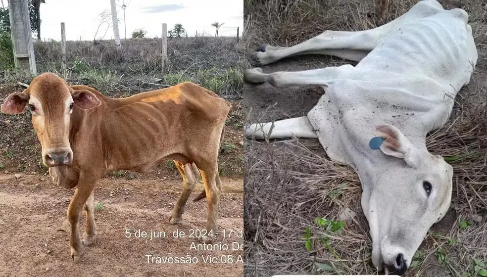 bovinos morrem por falta de pasto em Roraima