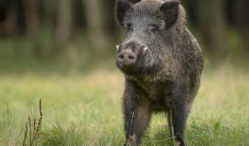 Recorde de abate de javalis e a importância do controle para agropecuária