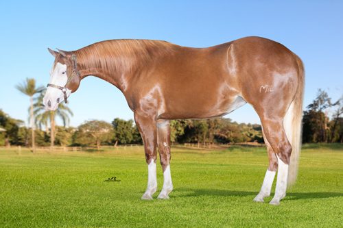 Leilao-Live-Prime-Horse-Intimate-tera-oferta-de-genetica-com-qualidade-impar