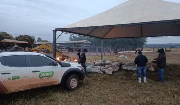 Mais de 100 bois morrem após frio extremo atingir MS