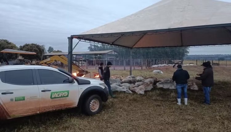 Mais de 100 bois morrem após frio extremo atingir MS