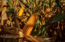 O milho é o alimento sempre presente em nossas vidas, tornando nosso café da manhã delicioso sempre que pegamos uma tigela de cereal de milho ou nos ajudando a relaxar enquanto assistimos a um filme com um saco de pipoca.
