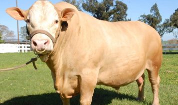 Raça de gado paranaense Purunã